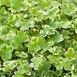BLOOMIQUE - Hydrocotyle Variegata - Hydrocotyle panachée - Plantes de bassin - H. 10-20 cm - P. 11 cm - vignette