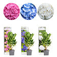 BLOOMIQUE - Mélange de 3 - Hydrangea Macrophylla - Rose, Bleu, Blanc - Hortensia - H. 20-30 cm - P. 10,5 cm - vignette