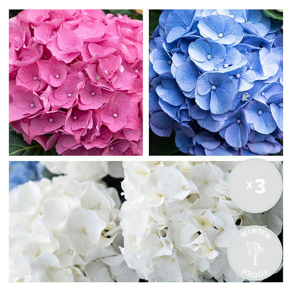BLOOMIQUE - Mélange de 3 - Hydrangea Macrophylla - Rose, Bleu, Blanc - Hortensia - H. 20-30 cm - P. 10,5 cm - large