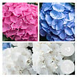 BLOOMIQUE - Mélange de 3 - Hydrangea Macrophylla - Rose, Bleu, Blanc - Hortensia - H. 20-30 cm - P. 10,5 cm - vignette