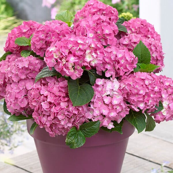 BLOOMIQUE - Mélange de 3 - Hydrangea Macrophylla - Rose, Bleu, Blanc - Hortensia - H. 20-30 cm - P. 10,5 cm - large