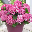 BLOOMIQUE - Mélange de 3 - Hydrangea Macrophylla - Rose, Bleu, Blanc - Hortensia - H. 20-30 cm - P. 10,5 cm - vignette