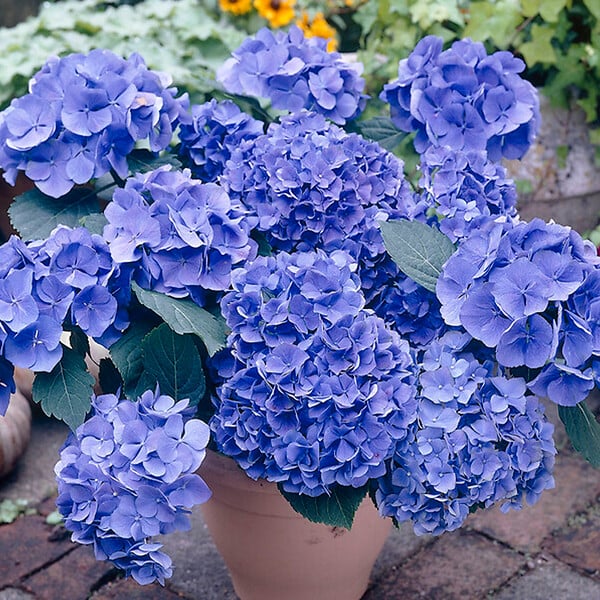 BLOOMIQUE - Mélange de 3 - Hydrangea Macrophylla - Rose, Bleu, Blanc - Hortensia - H. 20-30 cm - P. 10,5 cm - large