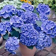 BLOOMIQUE - Mélange de 3 - Hydrangea Macrophylla - Rose, Bleu, Blanc - Hortensia - H. 20-30 cm - P. 10,5 cm - vignette
