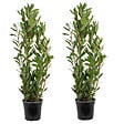 BLOOMIQUE - Lot de 2 - Laurus Nobilis - Laurier-sauce - Plantes de jardin - H. 80-100 cm - P. 21 cm - vignette