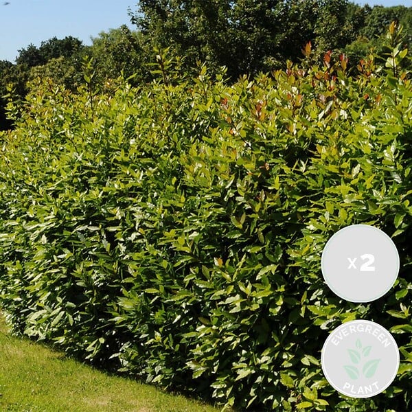 BLOOMIQUE - Lot de 2 - Laurus Nobilis - Laurier-sauce - Plantes de jardin - H. 80-100 cm - P. 21 cm - large