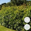 BLOOMIQUE - Lot de 2 - Laurus Nobilis - Laurier-sauce - Plantes de jardin - H. 80-100 cm - P. 21 cm - vignette