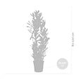 BLOOMIQUE - Lot de 2 - Laurus Nobilis - Laurier-sauce - Plantes de jardin - H. 80-100 cm - P. 21 cm - vignette