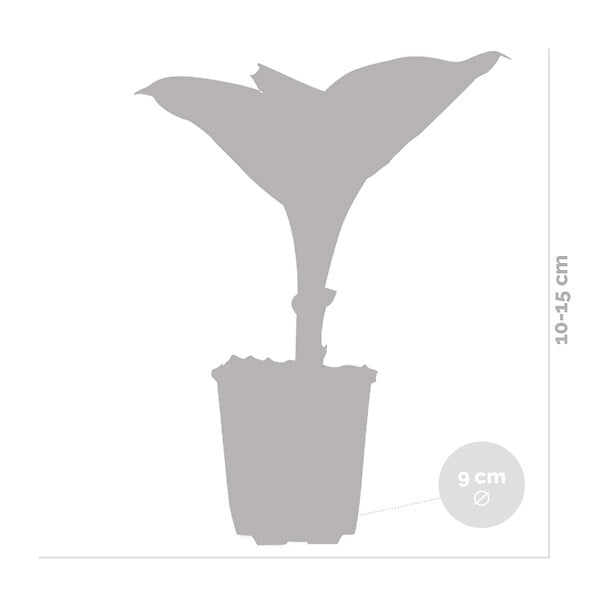 BLOOMIQUE - Lot de 3 - Hosta Sieboldiana 'Elegans' - Hosta - Plantes de jardin - H. 10-20 cm - P. 9x9 cm - large
