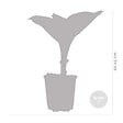 BLOOMIQUE - Lot de 3 - Hosta Sieboldiana 'Elegans' - Hosta - Plantes de jardin - H. 10-20 cm - P. 9x9 cm - vignette