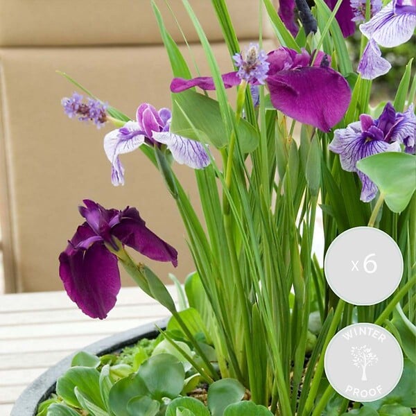 BLOOMIQUE - Lot de 6 - Iris Kaempferi - Iris du Japon - Violet - Plantes de bassin - H. 20-30 cm - P. 9 cm - large