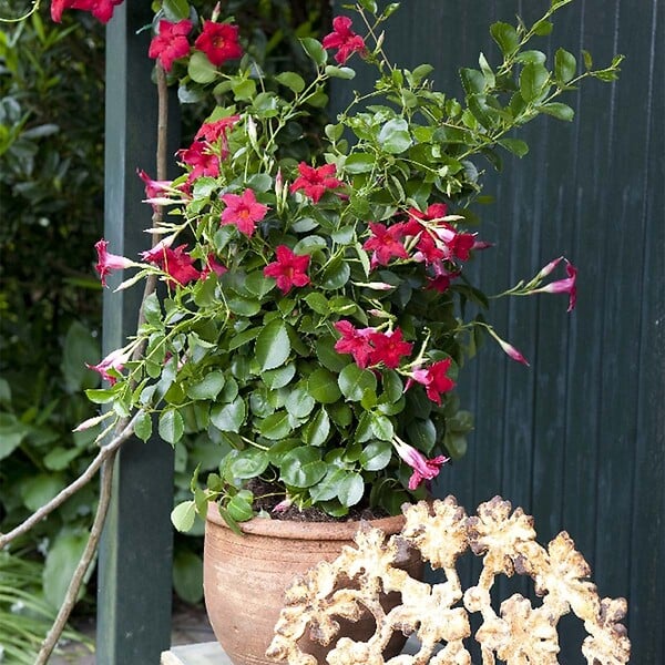 BLOOMIQUE - Mandevilla Sundaville - Jasmin du Chili - Rouge - Plantes de jardin - Hauteur 70-90 cm - Pot 19 cm - large