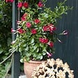 BLOOMIQUE - Mandevilla Sundaville - Jasmin du Chili - Rouge - Plantes de jardin - Hauteur 70-90 cm - Pot 19 cm - vignette