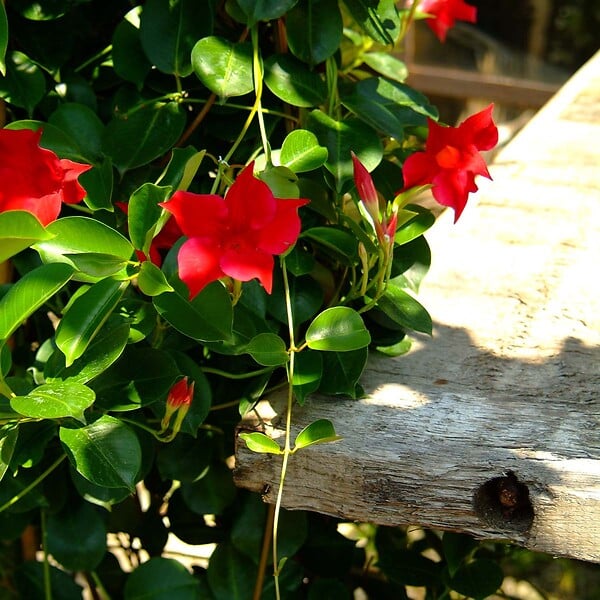 BLOOMIQUE - Mandevilla Sundaville - Jasmin du Chili - Rouge - Plantes de jardin - Hauteur 70-90 cm - Pot 19 cm - large