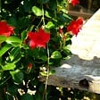 BLOOMIQUE - Mandevilla Sundaville - Jasmin du Chili - Rouge - Plantes de jardin - Hauteur 70-90 cm - Pot 19 cm - vignette