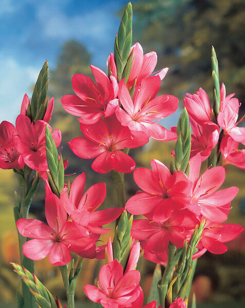 BLOOMIQUE - Lot de 3 - Schizostylis 'Mrs Hegarty' - Lis des Cafres rose - H. 10-20 cm - P. 9 cm - large