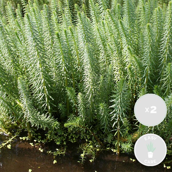 BLOOMIQUE - Lot de 2 - Hippuris Vulgaris - Hippuride - Plantes de bassin - H. 10-20 cm - P. 11 cm - large