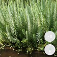 BLOOMIQUE - Lot de 2 - Hippuris Vulgaris - Hippuride - Plantes de bassin - H. 10-20 cm - P. 11 cm - vignette