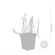 BLOOMIQUE - Lot de 2 - Hippuris Vulgaris - Hippuride - Plantes de bassin - H. 10-20 cm - P. 11 cm - vignette