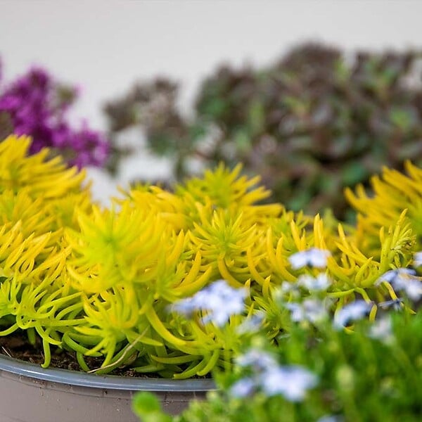 BLOOMIQUE - Lot de 6 - Sedum - Orpin - Plantes de jardin - Résistante au gel - H. 10-15 cm - P. 14 cm - large
