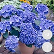 BLOOMIQUE - Lot de 3 - Hydrangea Macrophylla Early Blue - Hortensia - H. 20-30 cm - P. 10,5 cm - vignette