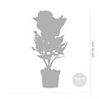 BLOOMIQUE - Lot de 3 - Hydrangea Macrophylla Early Blue - Hortensia - H. 20-30 cm - P. 10,5 cm - vignette