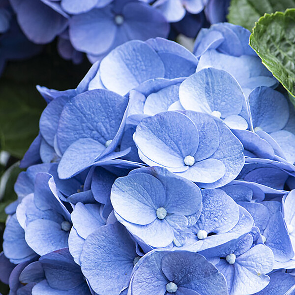 BLOOMIQUE - Lot de 3 - Hydrangea Macrophylla Early Blue - Hortensia - H. 20-30 cm - P. 10,5 cm - large