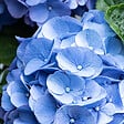 BLOOMIQUE - Lot de 3 - Hydrangea Macrophylla Early Blue - Hortensia - H. 20-30 cm - P. 10,5 cm - vignette