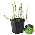 BLOOMIQUE - Hippuris Vulgaris - Hippuride - Plantes de bassin - Plantes aquatiques - H. 10-20 cm - P. 11 cm - vignette