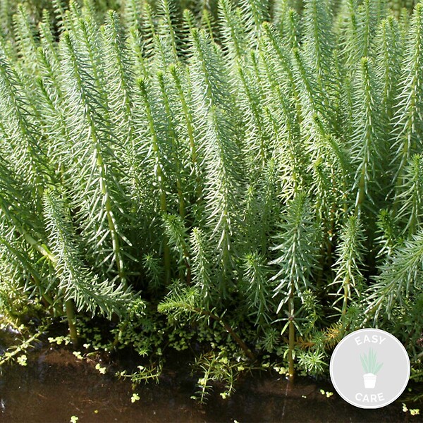 BLOOMIQUE - Hippuris Vulgaris - Hippuride - Plantes de bassin - Plantes aquatiques - H. 10-20 cm - P. 11 cm - large