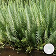 BLOOMIQUE - Hippuris Vulgaris - Hippuride - Plantes de bassin - Plantes aquatiques - H. 10-20 cm - P. 11 cm - vignette