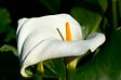 BLOOMIQUE - Lot de 6 - Zantedeschia Aethiopica - Arum blanc - Plantes de bassin - H. 10-20 cm - P. 9 cm - vignette