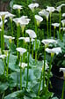 BLOOMIQUE - Lot de 6 - Zantedeschia Aethiopica - Arum blanc - Plantes de bassin - H. 10-20 cm - P. 9 cm - vignette