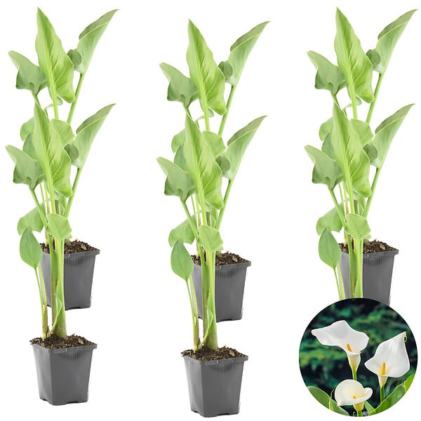 BLOOMIQUE - Lot de 6 - Zantedeschia Aethiopica - Arum blanc - Plantes de bassin - H. 10-20 cm - P. 9 cm - large