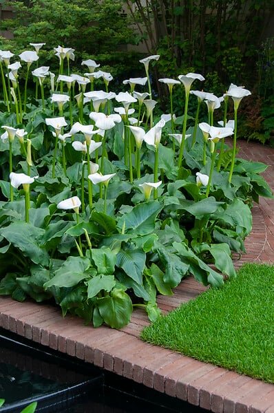 BLOOMIQUE - Lot de 6 - Zantedeschia Aethiopica - Arum blanc - Plantes de bassin - H. 10-20 cm - P. 9 cm - large