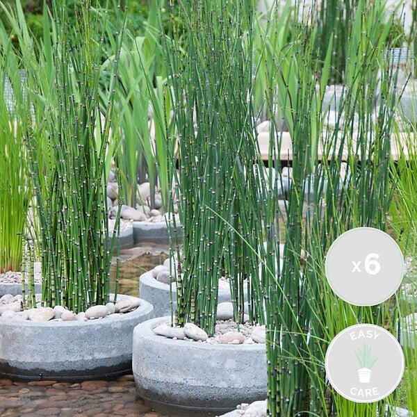 BLOOMIQUE - Lot de 6 - Equisetum Japonicum - Prêle du Japon - Plantes de bassin - H. 20-30 cm - P. 9 cm - large