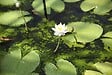 BLOOMIQUE - Lot de 2 - Nymphaea Marliacea Albida - Nénuphar - Blanc - Plantes de bassin - H. 10-20 cm - P. 11 cm - vignette