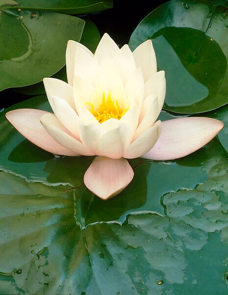 BLOOMIQUE - Lot de 2 - Nymphaea Marliacea Albida - Nénuphar - Blanc - Plantes de bassin - H. 10-20 cm - P. 11 cm - large