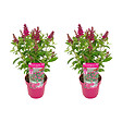 BLOOMIQUE - Lot de 2 - Buddleja Butterfly Little Ruby - Arbre aux papillons - H. 30-40 cm - P. 19 cm - vignette