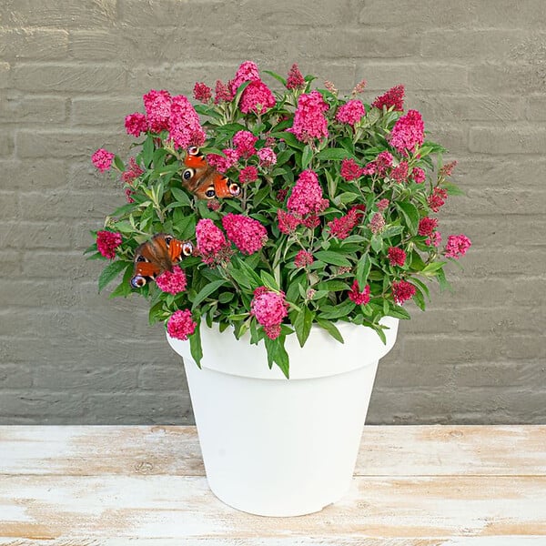 BLOOMIQUE - Lot de 2 - Buddleja Butterfly Little Ruby - Arbre aux papillons - H. 30-40 cm - P. 19 cm - large