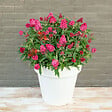 BLOOMIQUE - Lot de 2 - Buddleja Butterfly Little Ruby - Arbre aux papillons - H. 30-40 cm - P. 19 cm - vignette
