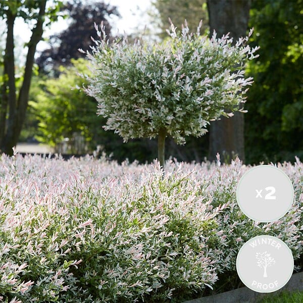 BLOOMIQUE - Lot de 2 - Salix integra 'Flamingo' - Saule panaché - Plantes de jardin - H. 60-80 cm - P. 17 cm - large