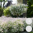 BLOOMIQUE - Lot de 2 - Salix integra 'Flamingo' - Saule panaché - Plantes de jardin - H. 60-80 cm - P. 17 cm - vignette