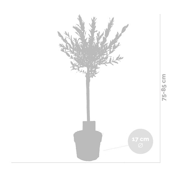 BLOOMIQUE - Lot de 2 - Salix integra 'Flamingo' - Saule panaché - Plantes de jardin - H. 60-80 cm - P. 17 cm - large