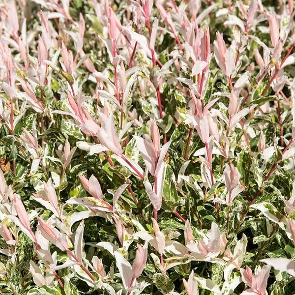 BLOOMIQUE - Lot de 2 - Salix integra 'Flamingo' - Saule panaché - Plantes de jardin - H. 60-80 cm - P. 17 cm - large