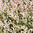 BLOOMIQUE - Lot de 2 - Salix integra 'Flamingo' - Saule panaché - Plantes de jardin - H. 60-80 cm - P. 17 cm - vignette