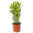 BLOOMIQUE - Laurus Nobilis - Laurier-sauce - Plantes de jardin - Rustique - Hauteur 40-50 cm - Pot 15 cm - vignette