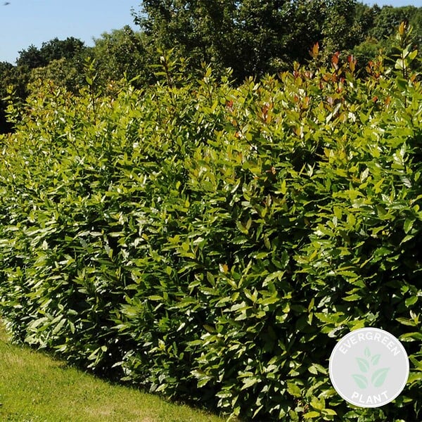 BLOOMIQUE - Laurus Nobilis - Laurier-sauce - Plantes de jardin - Rustique - Hauteur 40-50 cm - Pot 15 cm - large