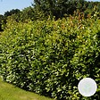 BLOOMIQUE - Laurus Nobilis - Laurier-sauce - Plantes de jardin - Rustique - Hauteur 40-50 cm - Pot 15 cm - vignette