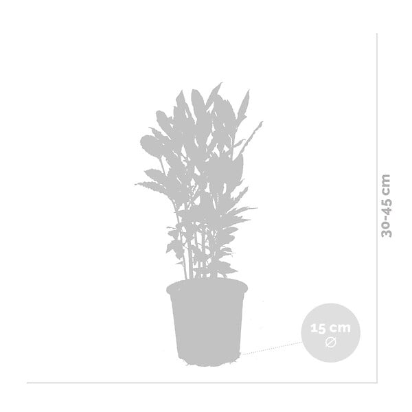 BLOOMIQUE - Laurus Nobilis - Laurier-sauce - Plantes de jardin - Rustique - Hauteur 40-50 cm - Pot 15 cm - large